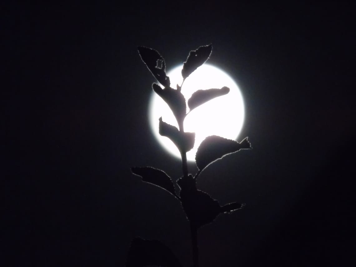 Summer eclipse